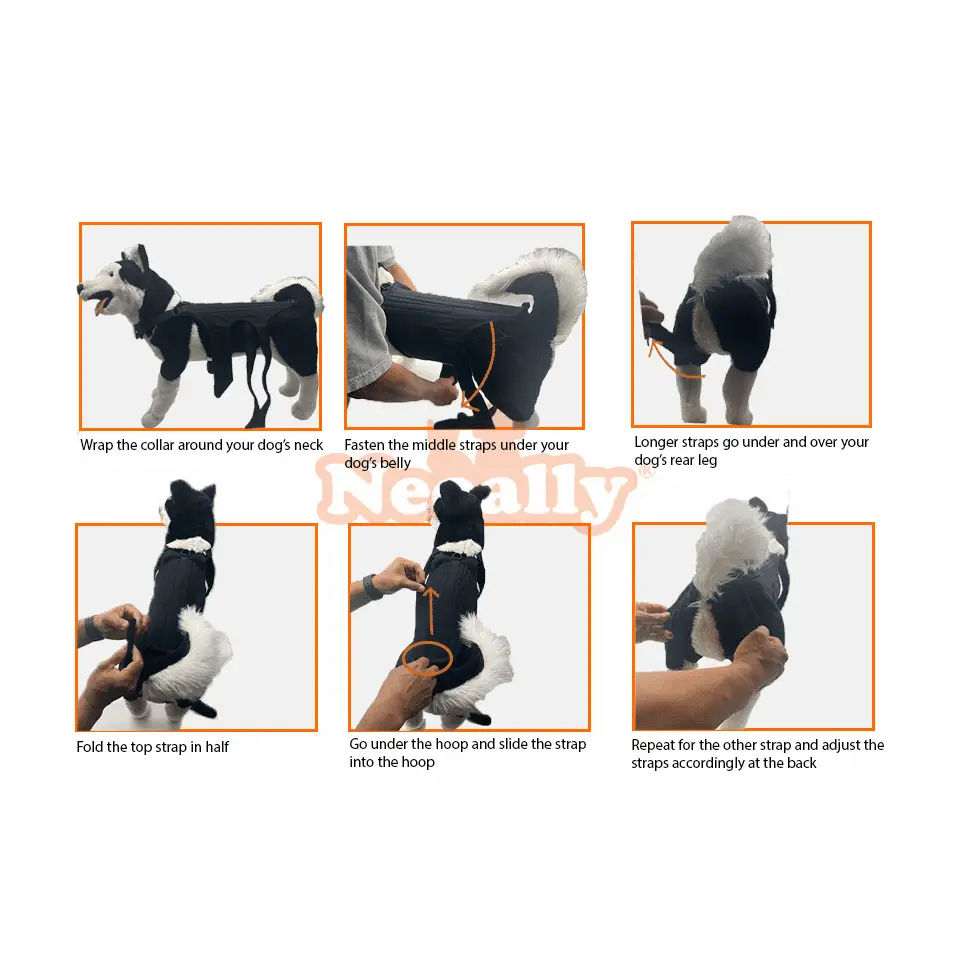Neoallypets NeoAlly Dog Back Brace with Inserts; black adjustable straps shown in a step-by-step fitting guide collage