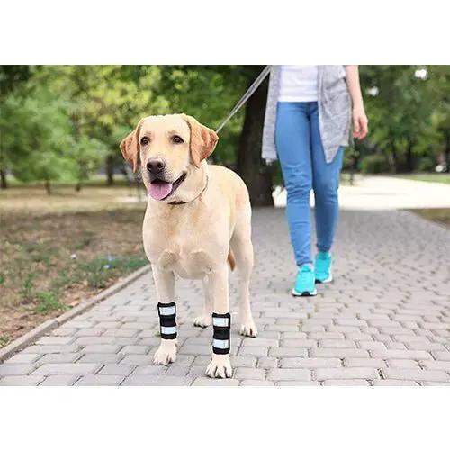 NeoAlly Dog Front Leg Braces with reflective straps, pair, on a leashed yellow dog