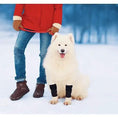 Bild in Galerie-Betrachter laden, NeoAlly dog front leg braces with reflective straps; pair worn by a white fluffy dog outdoors in snow (Neoallypets).
