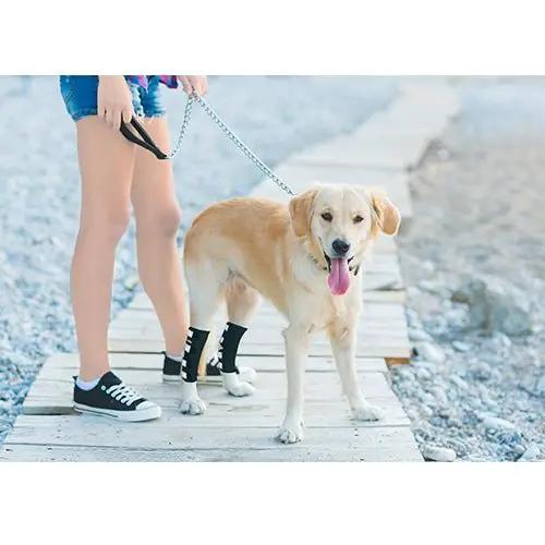 NeoAlly dog rear leg hock braces pair with reflective straps for large dogs, black.
