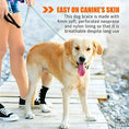 Bild in Galerie-Betrachter laden, NeoAlly rear leg hock brace for large dogs on a light-colored dog, black neoprene strap with reflective details
