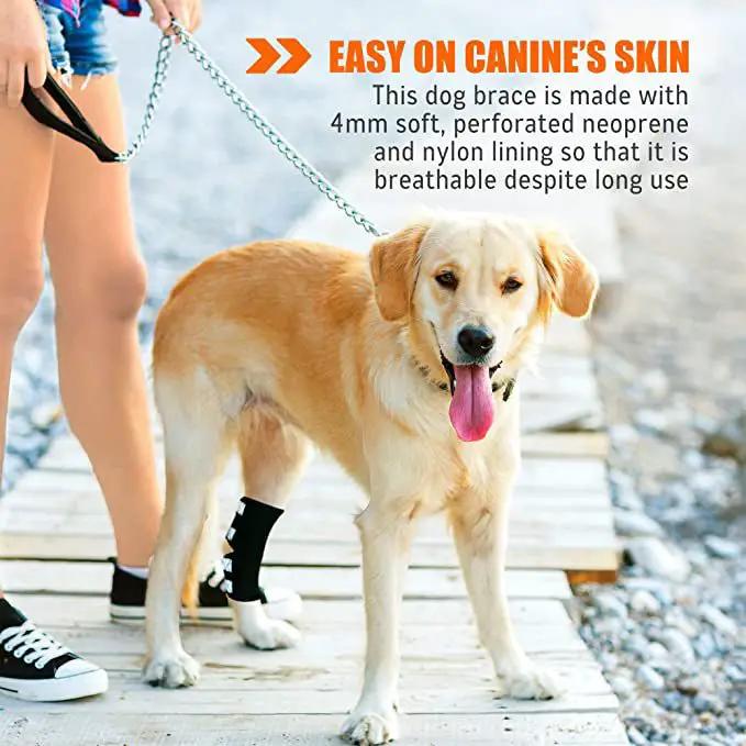 NeoAlly rear leg hock brace for large dogs on a light-colored dog, black neoprene strap with reflective details