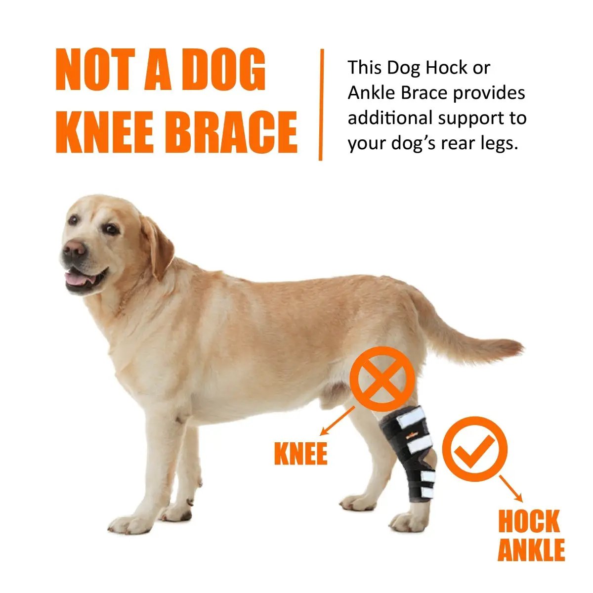 NeoAlly Dog Rear Leg Hock Brace with reflective straps for large dogs, black
