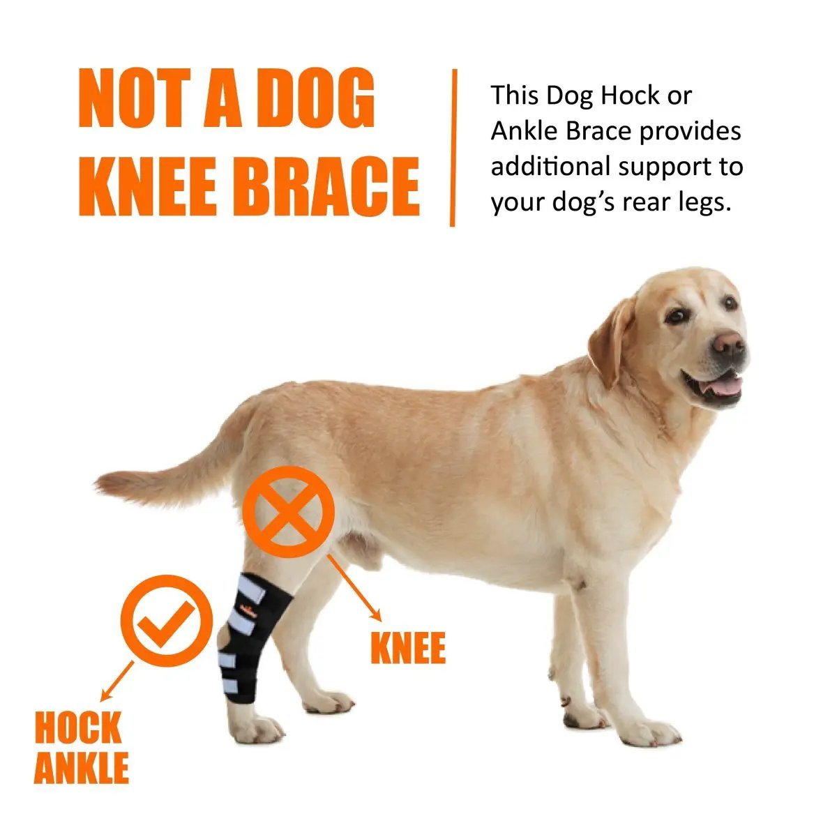 Neoallypets rear leg hock brace for large dogs with reflective straps, shown on a light-colored dog.