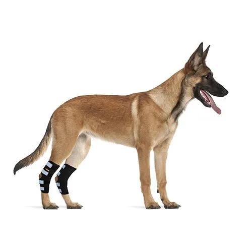 NeoAlly dog rear leg hock brace with safety reflective straps on a large tan-coated dog (two braces)
