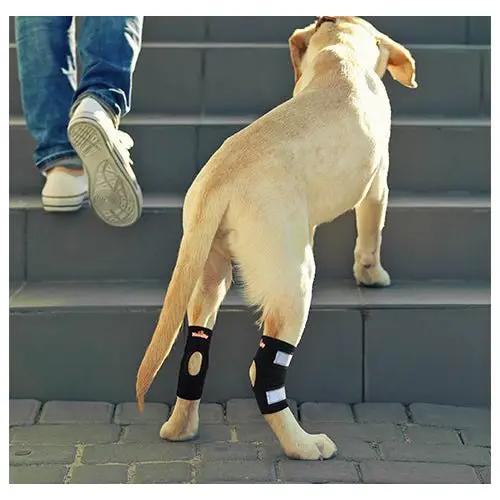 Neoallypets NeoAlly dog rear leg hock braces with reflective straps for small dogs, shown on steps.