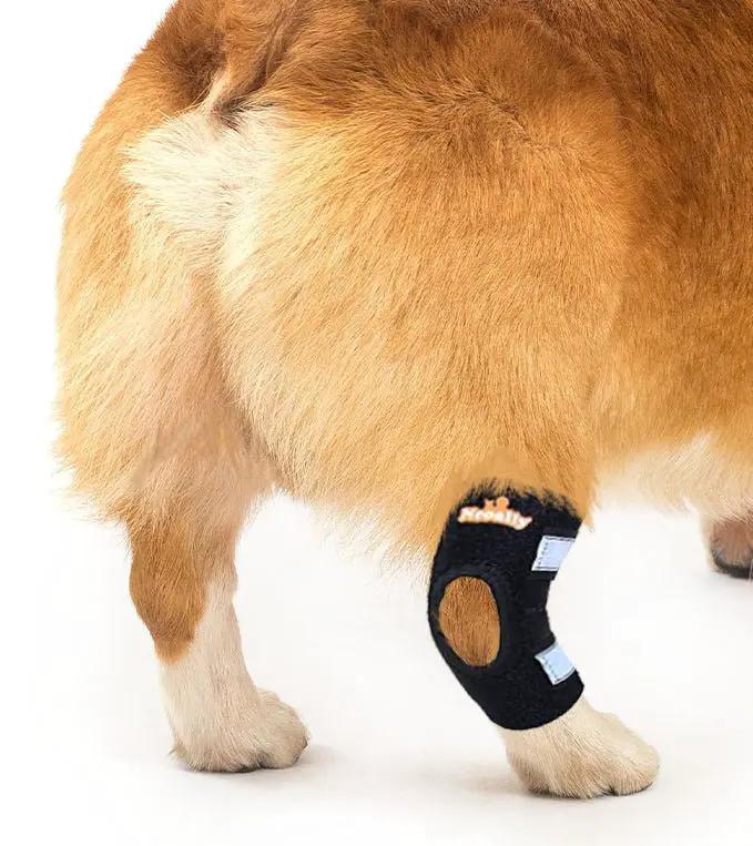 NeoAlly dog rear leg hock brace black by Neoallypets with reflective straps for small dogs