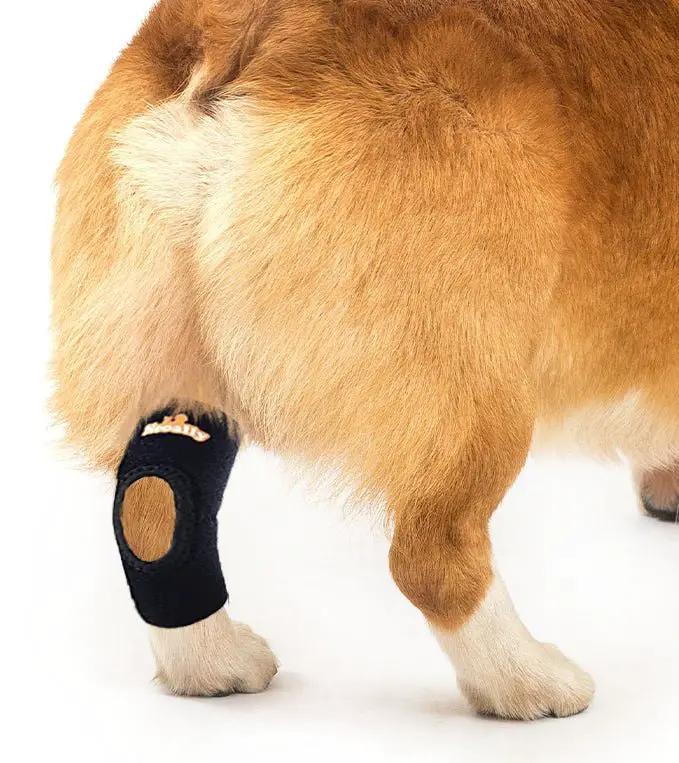 NeoAlly dog rear leg hock brace in black neoprene with reflective straps, Neoallypets.