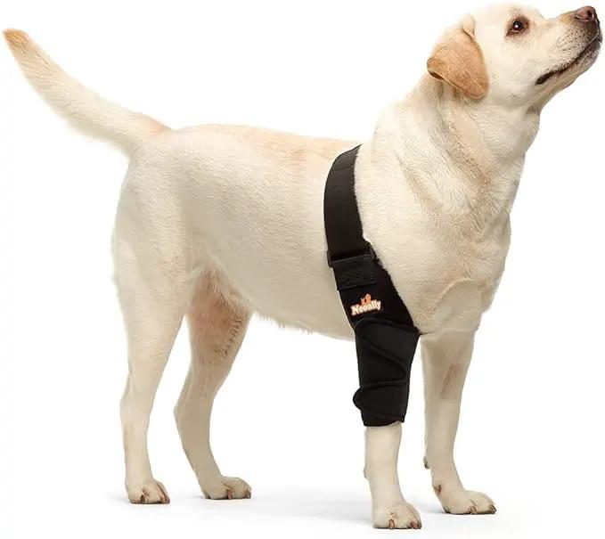 Neoallypets elbow and shoulder brace for dogs and cats on a light-colored dog, black strap with orange logo.