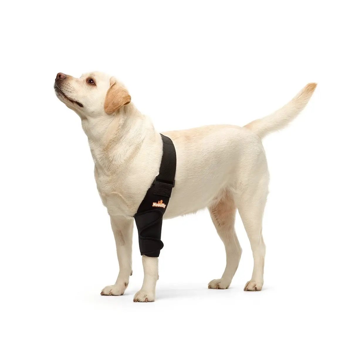 Neoallypets elbow and shoulder brace on a light-colored dog; black neoprene wrap with Velcro straps.