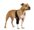 Load image into Gallery viewer, NeoAlly elbow and shoulder brace on dog's front leg; black strap with orange Neoallypets logo and spring inserts.
