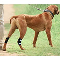 Load image into Gallery viewer, NeoAlly rear leg hock braces for small dogs, pair with metal spring strips, on a brown dog.
