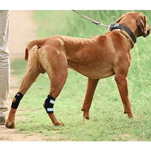 NeoAlly rear leg hock braces for small dogs, pair with metal spring strips, on a brown dog.