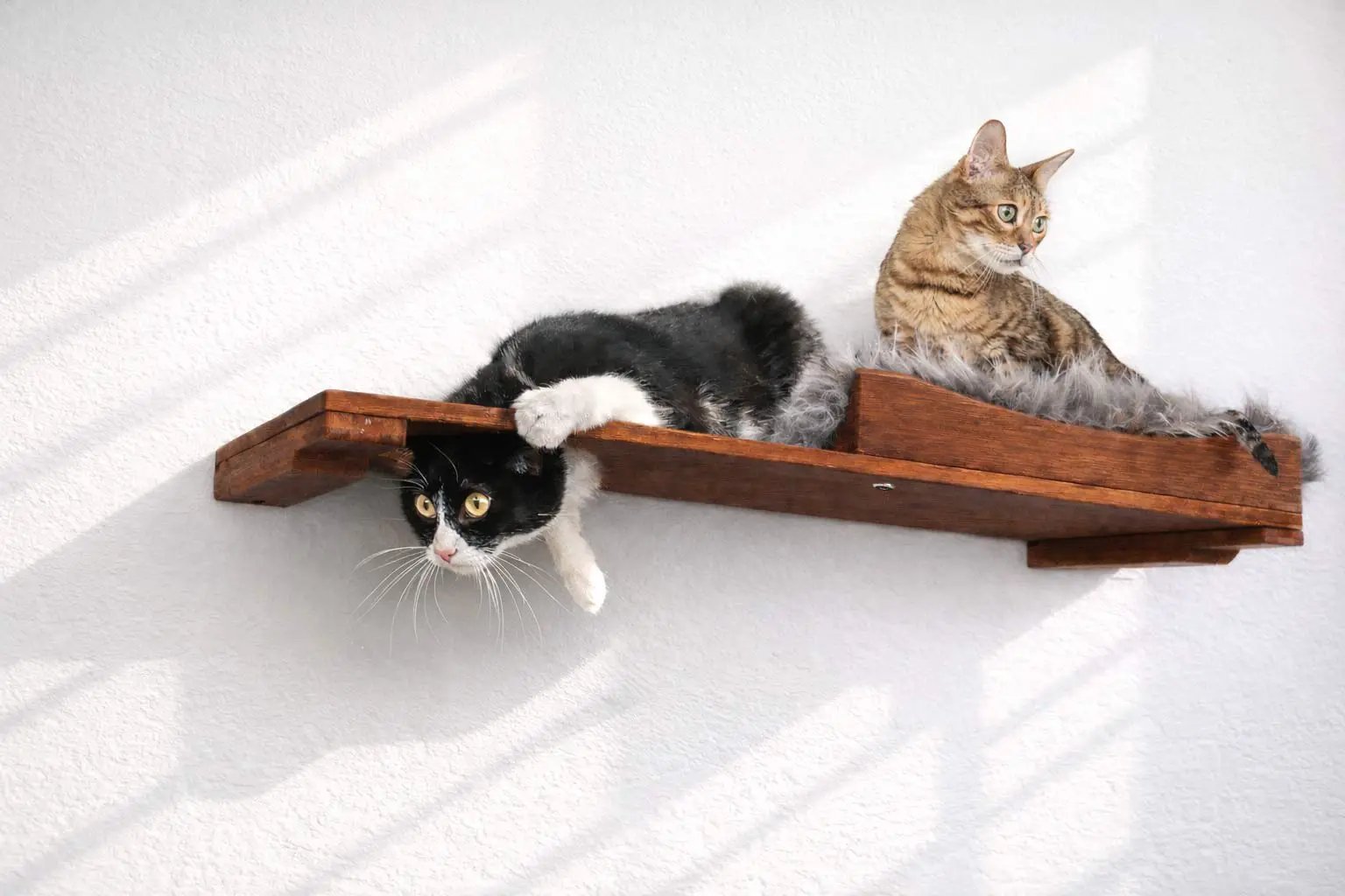 The Cat Nest Bed on a brown wooden cat shelf, two cats lounging: a black-and-white and a tabby.