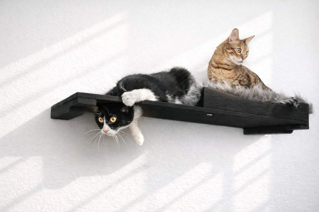 The Cat Nest Bed cat shelf by Catastrophic Creations, black wooden perch with faux fur cushion and two cats.