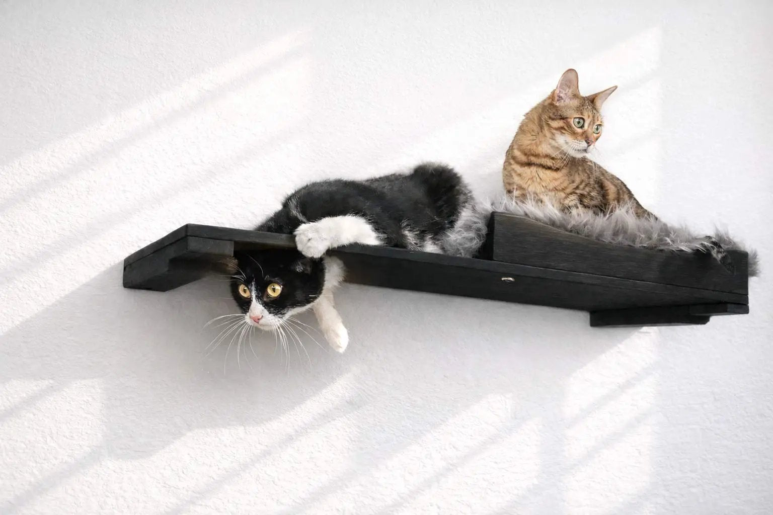 The Cat Nest Bed cat shelf by Catastrophic Creations, black wooden perch with faux fur cushion and two cats.