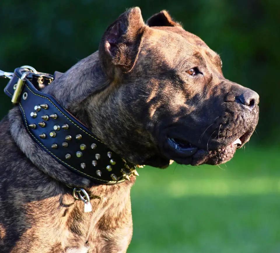 The "Crown" collar Black - Pet Collars & Harnesses from Bestia Dog Gear