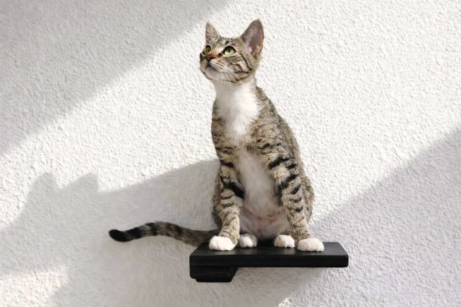Cat Climbing Shelf on a white wall; black wall-mounted cat steps with a seated tabby cat.