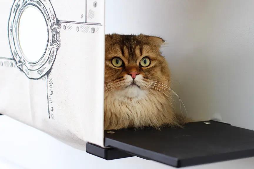 Cat Cubby for Wall - Covered Cat Bed by Catastrophic Creations; fluffy brown cat peeks from the cubby shelf.