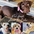 Load image into Gallery viewer, Pink Velvet Dog Harness And Leash Set Personalized Soft Durable Fit by DDPaws
