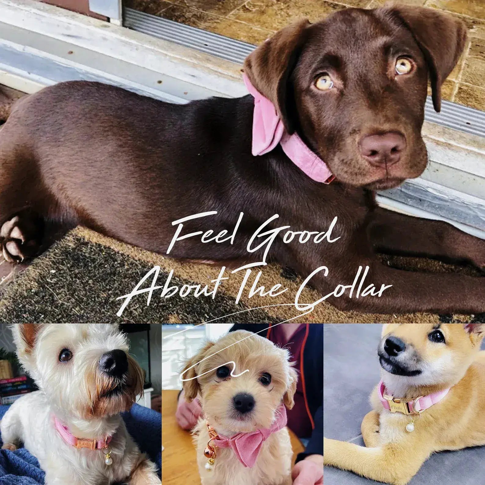 Pink Velvet Dog Harness And Leash Set Personalized Soft Durable Fit by DDPaws