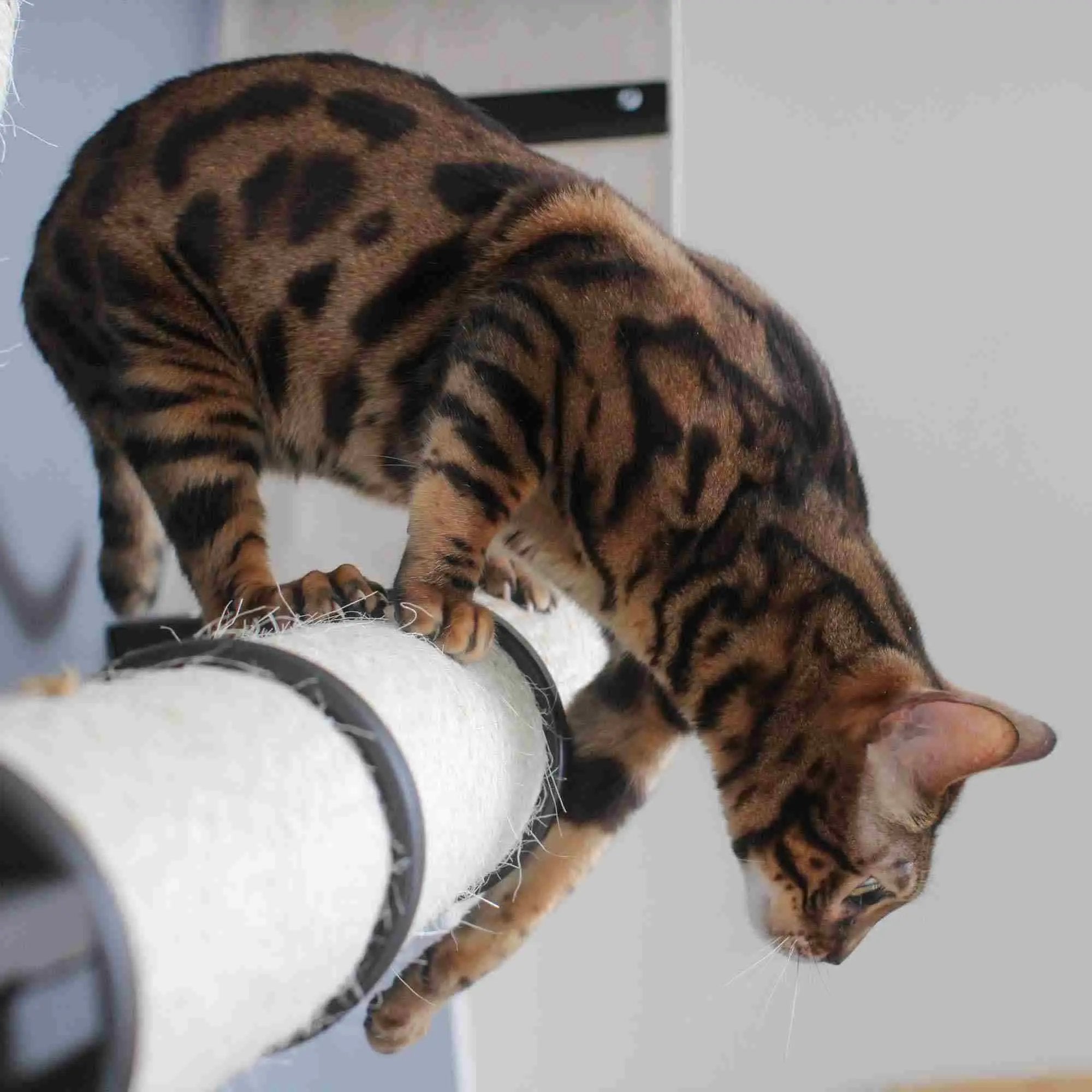 The Plateau horizontal cat scratcher bed set with a brown tabby cat on a white cylindrical scratcher