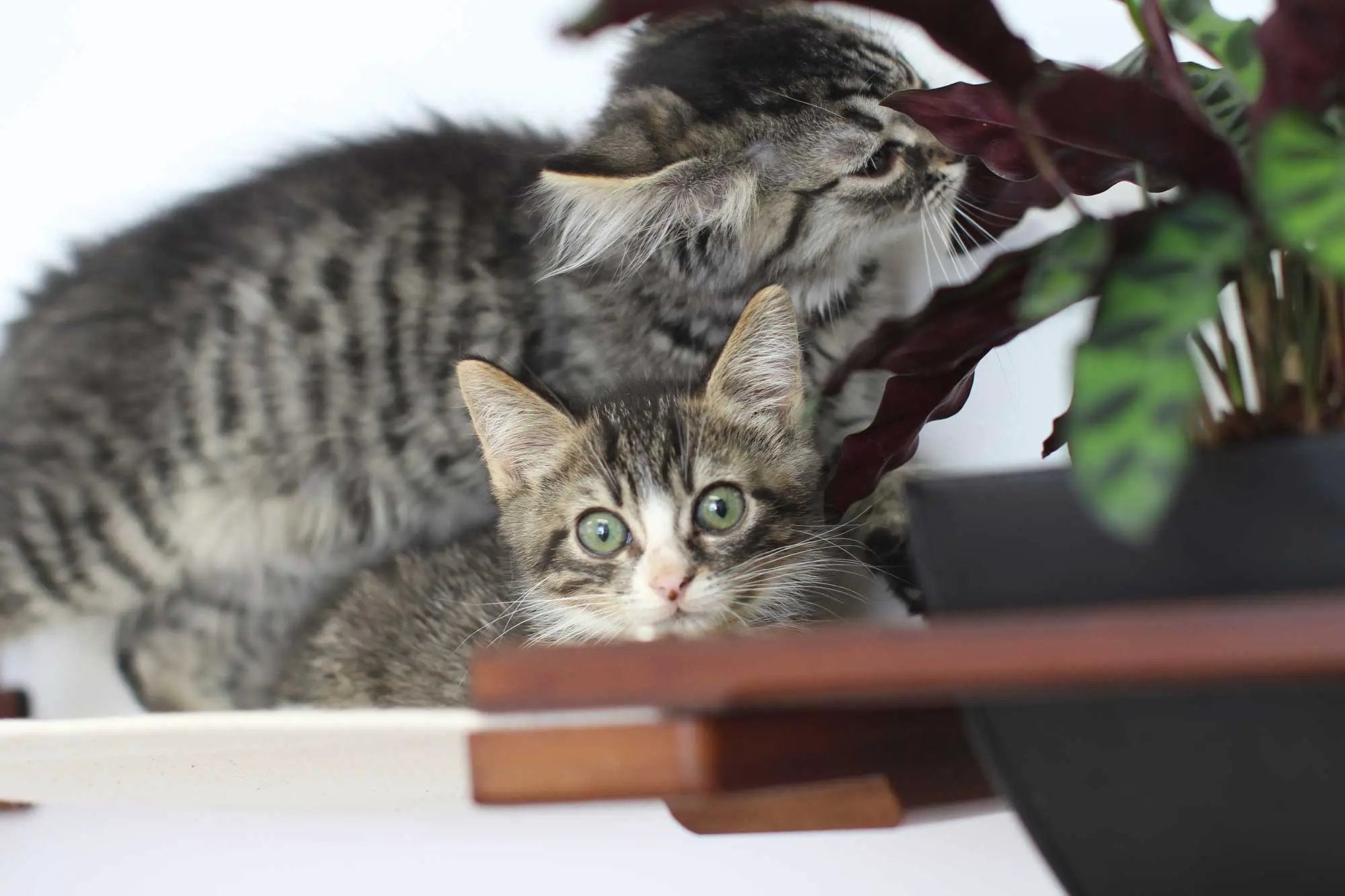 Cat Hammock Wall with Planter by Catastrophic Creations; kittens beside a wooden shelf and green plant.