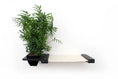 Load image into Gallery viewer, Cat Hammock Wall with Planter; beige fabric hammock attached to black mounting shelf with a potted plant.
