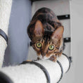 Charger l'image dans la visionneuse de la galerie, The Plateau horizontal cat scratcher bed set by Catastrophic Creations; gray fabric with sisal post and a tabby cat
