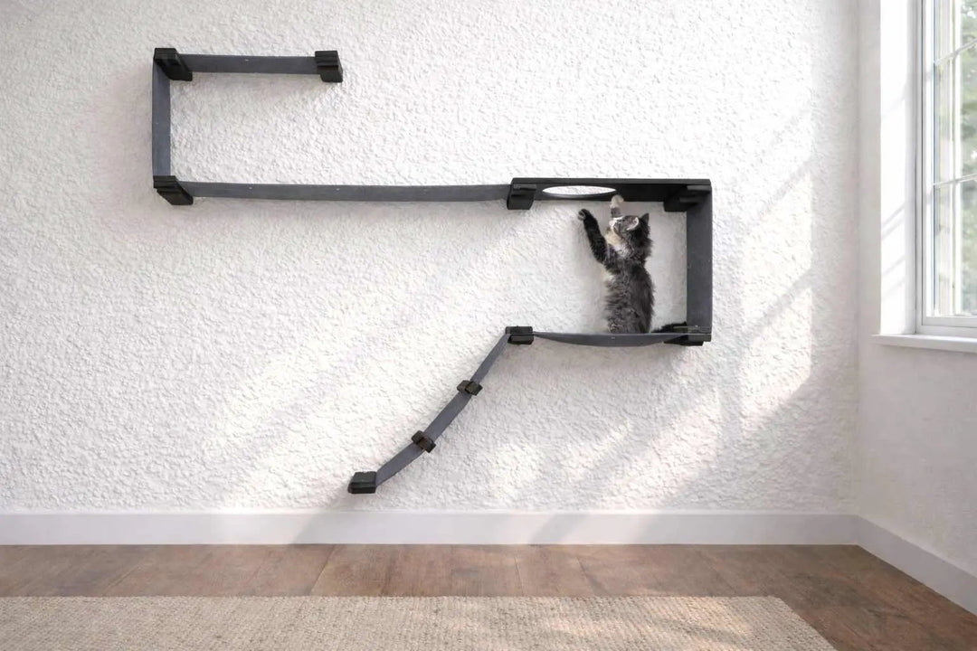The Play cat wall system by Catastrophic Creations, a dark gray wall-mounted cat condo with a square frame and ramp.