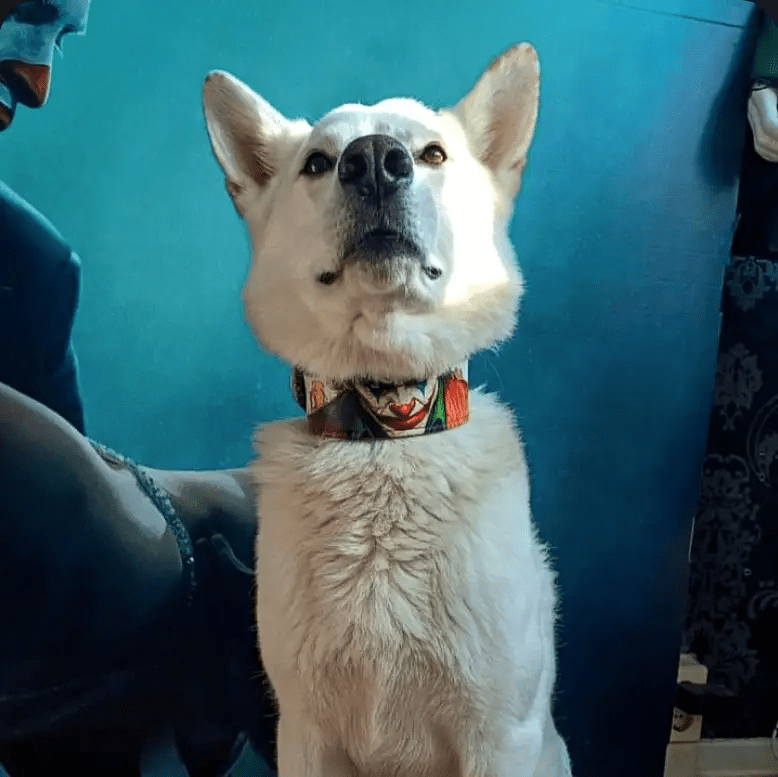 The Joker Limited Collar - Pet Collars & Harnesses from Bestia Dog Gear