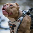 Carica l'immagine nel visualizzatore della galleria, The “Dragon's Eye” Harness LIMITED! - Pet Collars & Harnesses from Bestia Dog Gear
