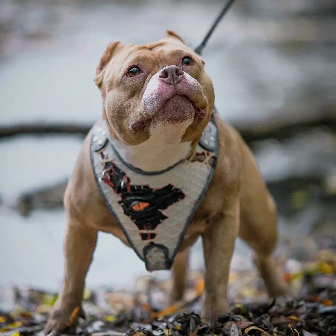 The “Dragon's Eye” Harness LIMITED! - Pet Collars & Harnesses from Bestia Dog Gear