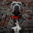 Charger l'image dans la visionneuse de la galerie, The "Bowtie" collar black - Pet Collars & Harnesses from Bestia Dog Gear
