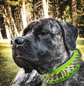 Carica l'immagine nel visualizzatore della galleria, 'Predator'' collar in Green - Pet Collars & Harnesses from Bestia Dog Gear
