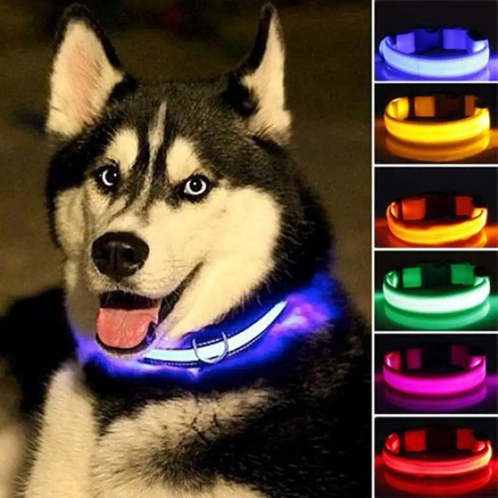 Husky wearing a blue illuminated LED collar beside a collage of glowing collars in several colors; not all shown colors are offered.