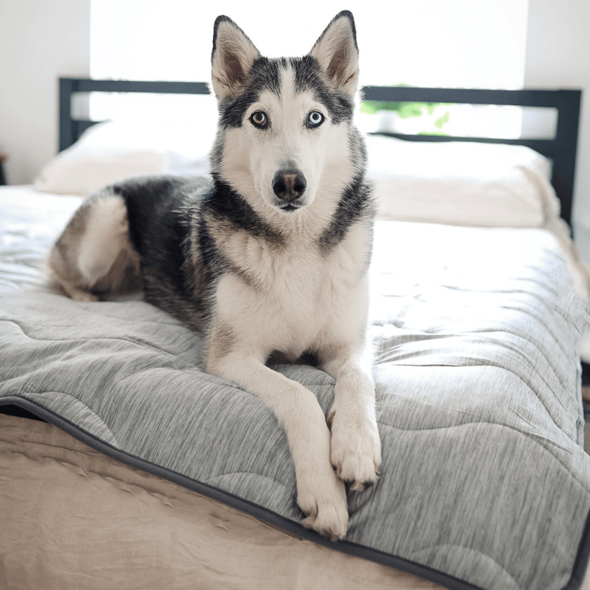 PupChill Cooling Waterproof Blanket - Arctic Grey on bed with a dog resting comfortably.
