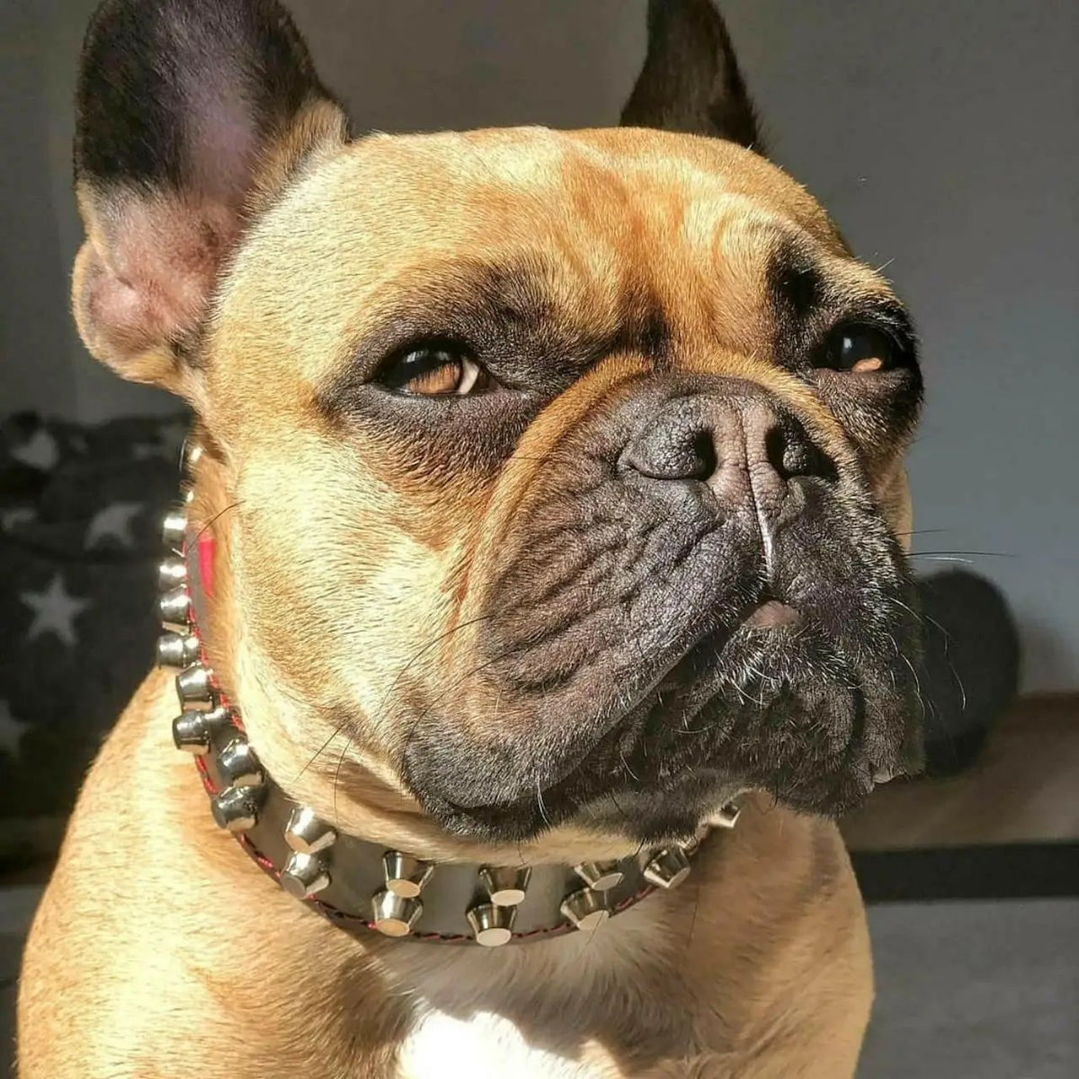 "Rocky" collar - Pet Collars & Harnesses from Bestia Dog Gear