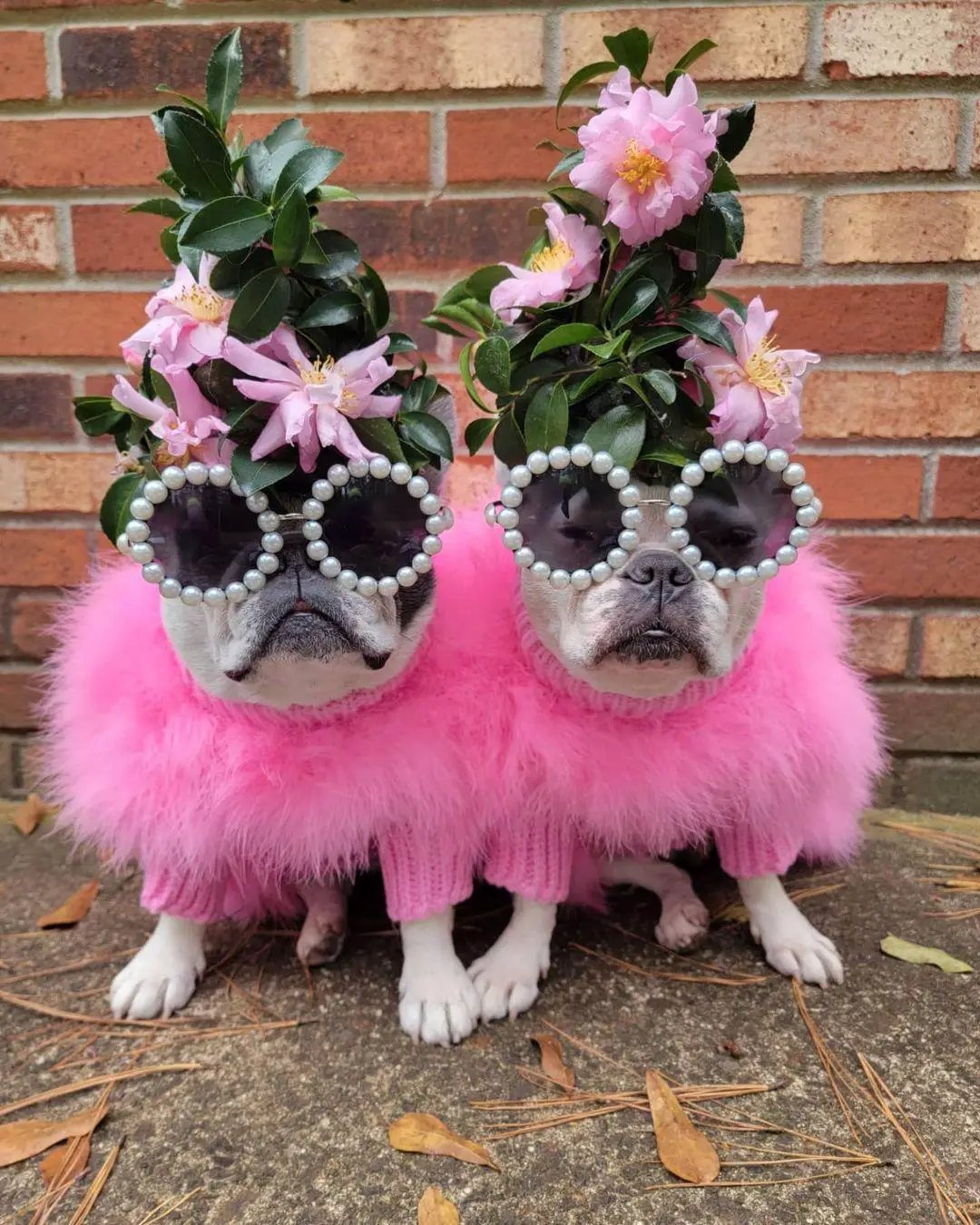 Haute Couture Feathered Luxury Pet Sweater; two dogs wear pink fluffy knit with floral headpieces and pearl sunglasses