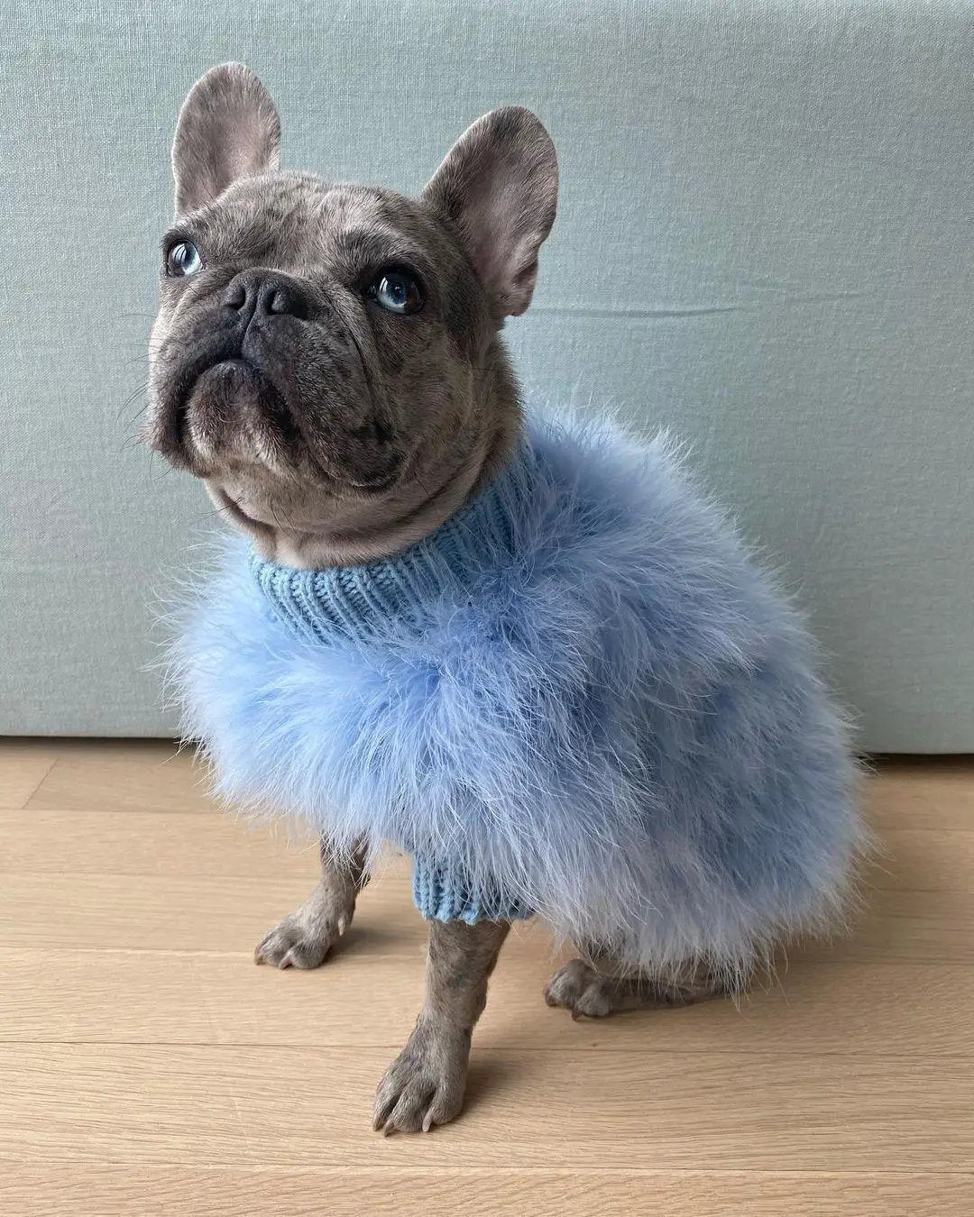 Haute Couture Feathered Luxury Pet Sweater, light blue fluffy knit with ribbed collar