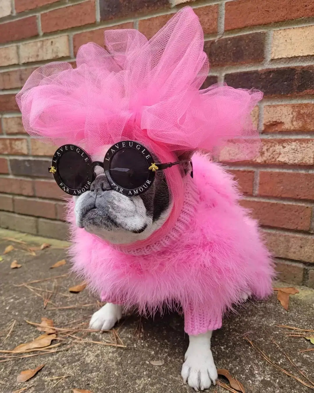 Haute Couture Feathered Luxury Pet Sweater; bright pink fluffy knit with feather boa and oversized sunglasses