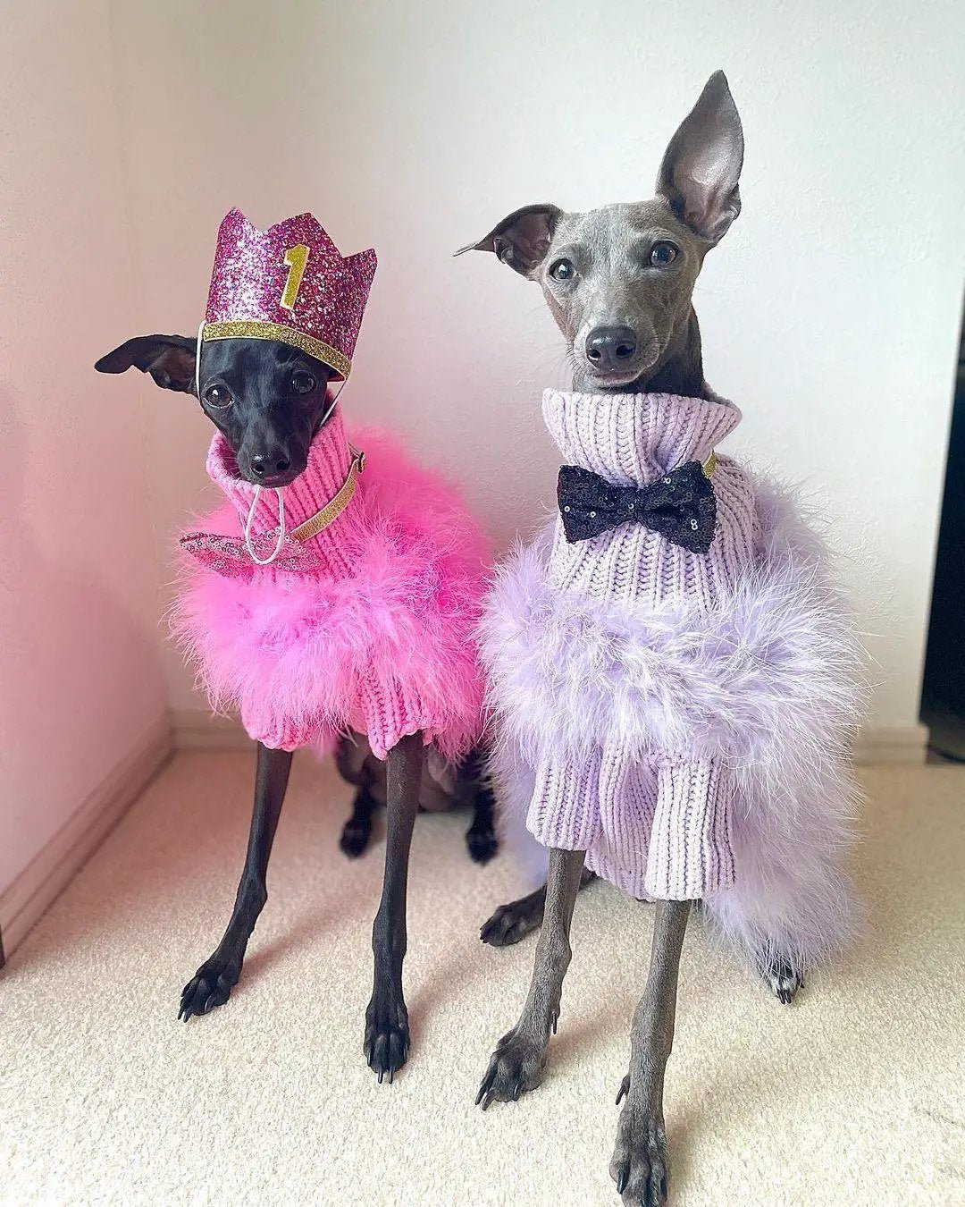 Haute Couture Feathered Luxury Pet Sweater; two dogs wearing pink and lavender fluffy sweaters with feather trim.