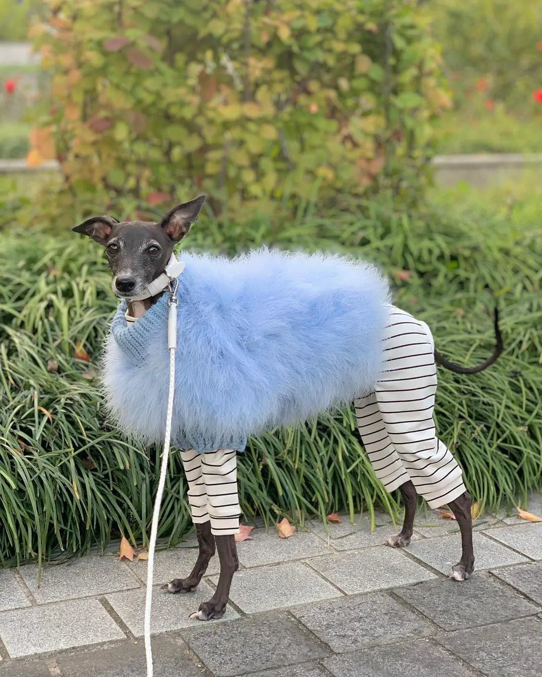 Haute Couture Feathered Luxury Pet Sweater two-piece set for dogs, light blue faux fur with striped leggings.