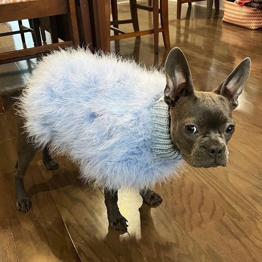 Haute Couture Feathered Luxury Pet Sweater for dogs, light blue fluffy body with knit collar.