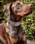 Load image into Gallery viewer, The ''Rock Python'' collar - Pet Collars & Harnesses from Bestia Dog Gear
