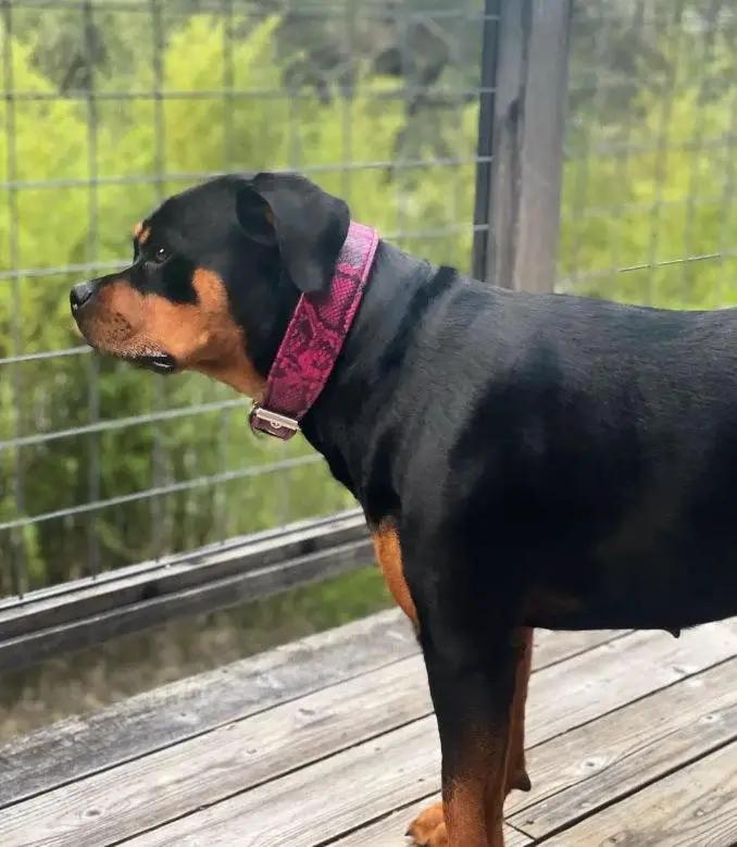The ''Rock Python'' collar PINK - Pet Collars & Harnesses from Bestia Dog Gear