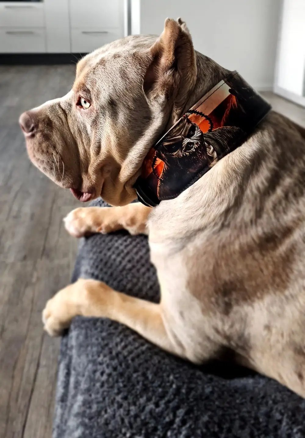 The Scare Collar Limited - Pet Collars & Harnesses from Bestia Dog Gear