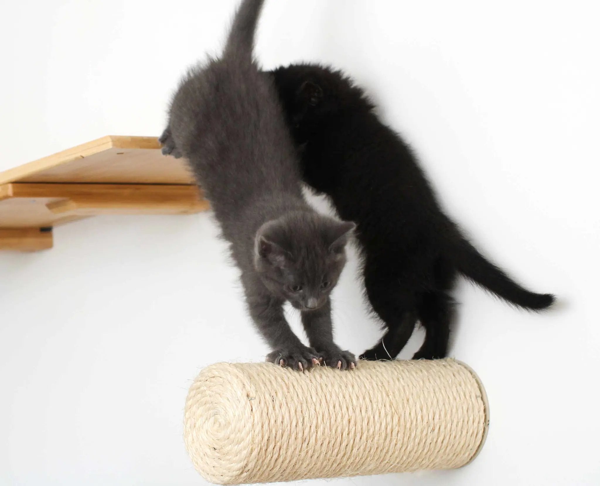 Floating Cat Step for Wall cat scratcher; rope-wrapped post with two kittens by Catastrophic Creations.