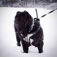 Gallery viewerに画像を読み込む, Bestia Dog Gear Platinum Harness 4 mm Genuine Leather For Powerful Medium To Giant Breed by Bestia Dog Gear
