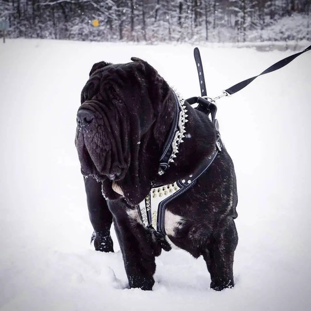 Bestia Dog Gear Platinum Harness 4 mm Genuine Leather For Powerful Medium To Giant Breed by Bestia Dog Gear